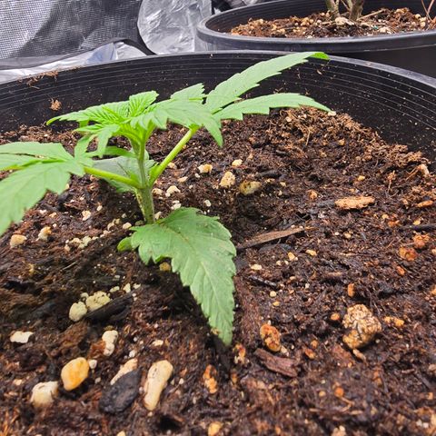 Space Queen growlog timeline photo