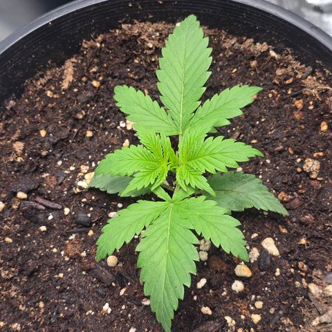 Space Queen growlog timeline photo