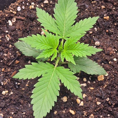 Space Queen growlog timeline photo