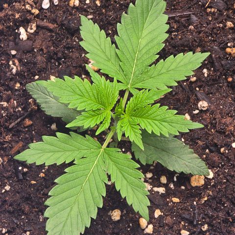 Space Queen growlog timeline photo