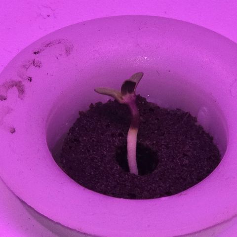 Astro Cheese  growlog timeline photo