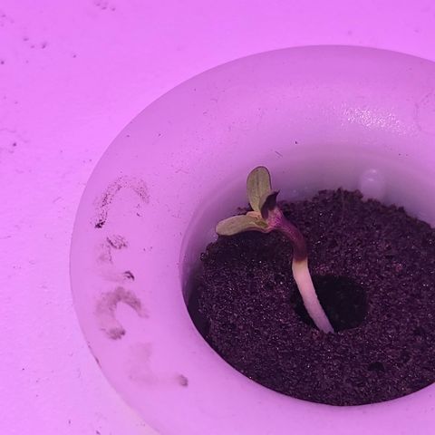 Astro Cheese  growlog timeline photo
