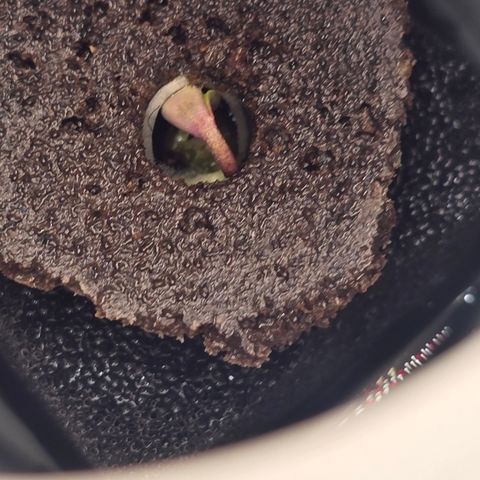 Huckleberry Pie (Abby) growlog timeline photo