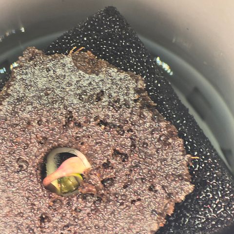 Huckleberry Pie (Abby) growlog timeline photo