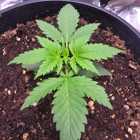 Space Queen growlog timeline photo
