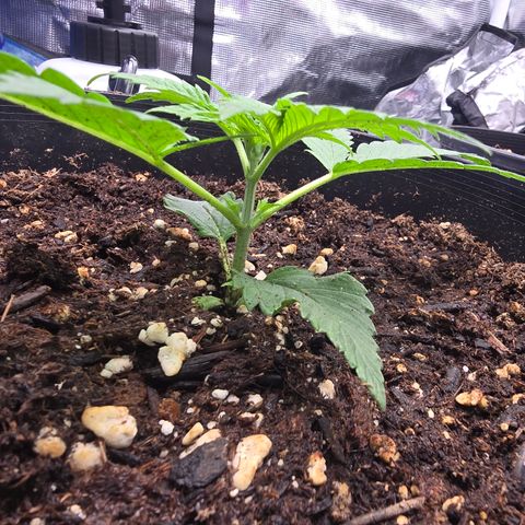 Space Queen growlog timeline photo