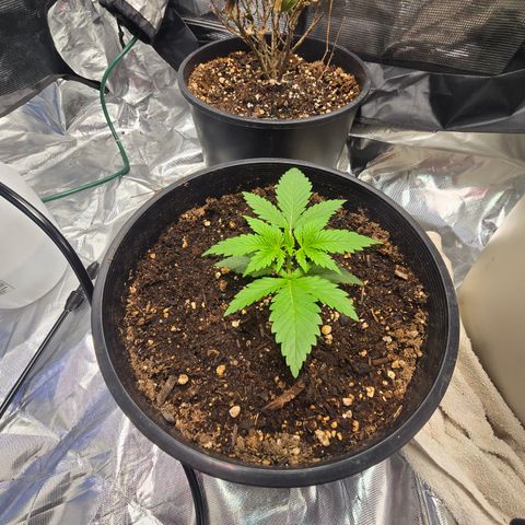 Space Queen growlog timeline photo