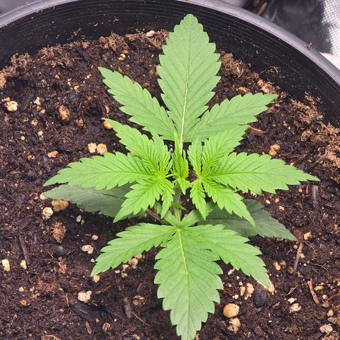 Space Queen growlog timeline photo