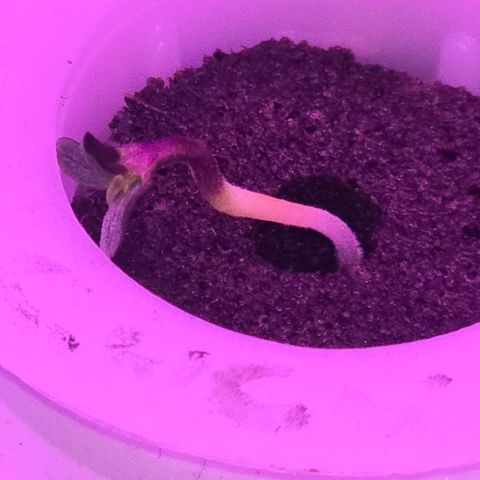 Astro Cheese  growlog timeline photo