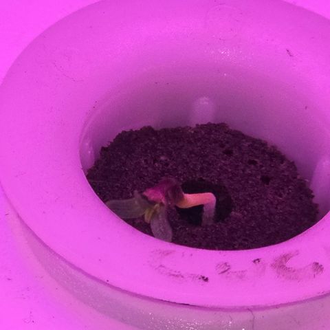 Astro Cheese  growlog timeline photo