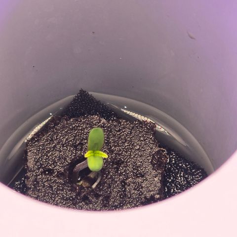 Huckleberry Pie (Abby) growlog timeline photo