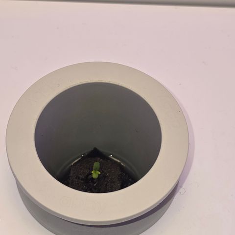Huckleberry Pie (Abby) growlog timeline photo