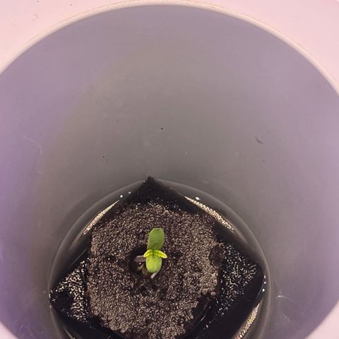 Huckleberry Pie (Abby) growlog timeline photo