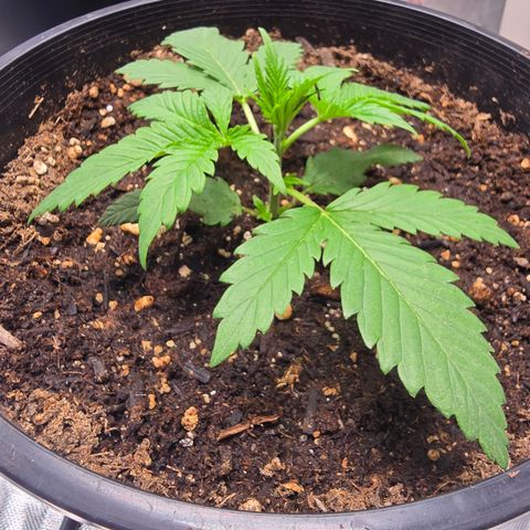 Space Queen growlog timeline photo