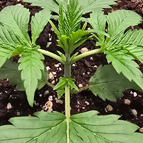Space Queen growlog timeline photo