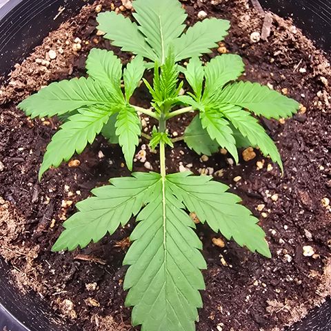 Space Queen growlog timeline photo