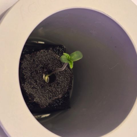 Huckleberry Pie (Abby) growlog timeline photo