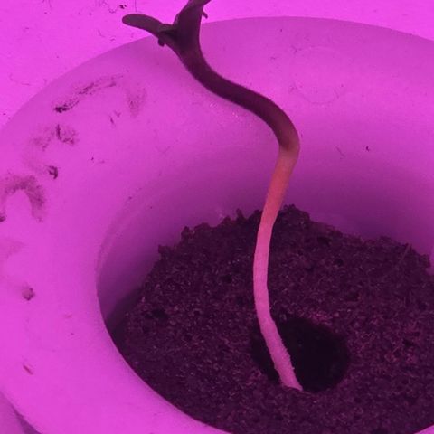 Astro Cheese  growlog timeline photo