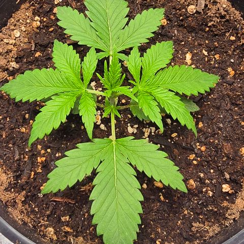 Space Queen growlog timeline photo