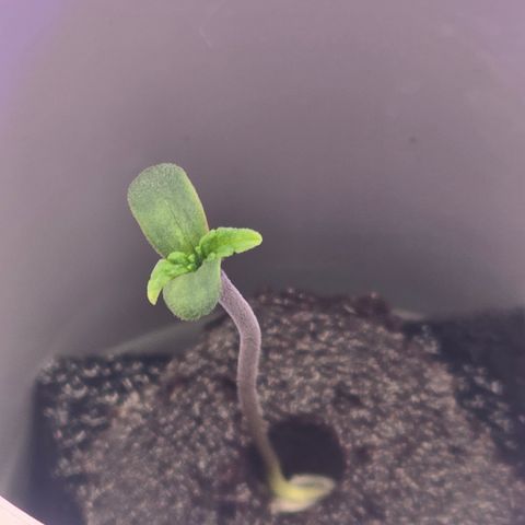 Huckleberry Pie (Abby) growlog timeline photo