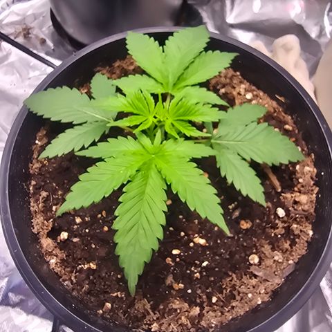 Space Queen growlog timeline photo