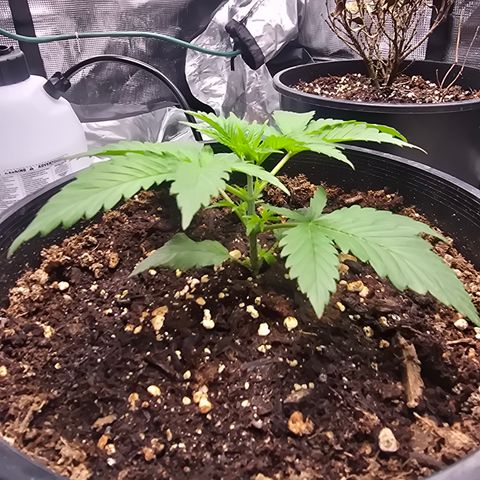 Space Queen growlog timeline photo