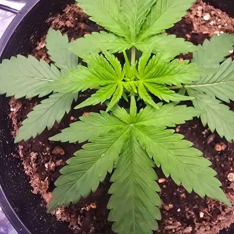 Space Queen growlog timeline photo
