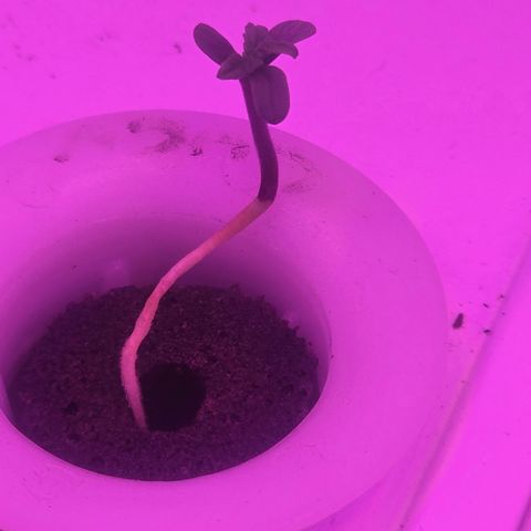 Astro Cheese  growlog timeline photo