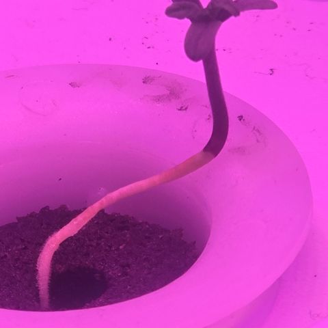 Astro Cheese  growlog timeline photo