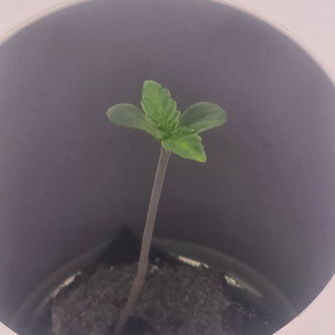 Huckleberry Pie (Abby) growlog timeline photo