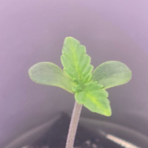 Huckleberry Pie (Abby) growlog timeline photo
