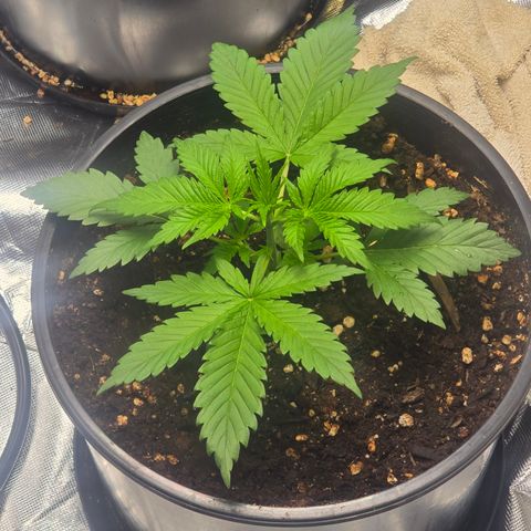 Space Queen growlog timeline photo