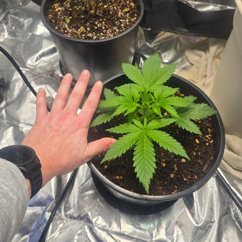 Space Queen growlog timeline photo