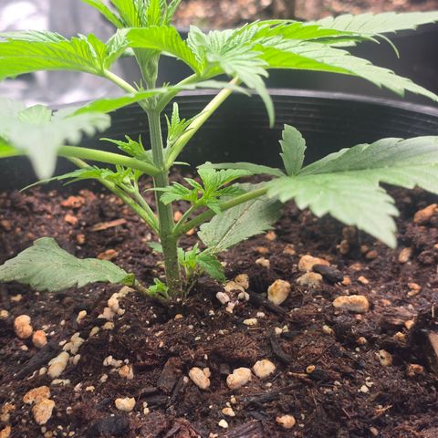 Space Queen growlog timeline photo