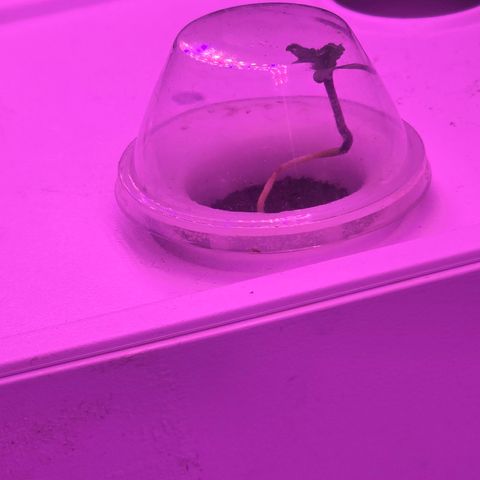 Astro Cheese  growlog timeline photo