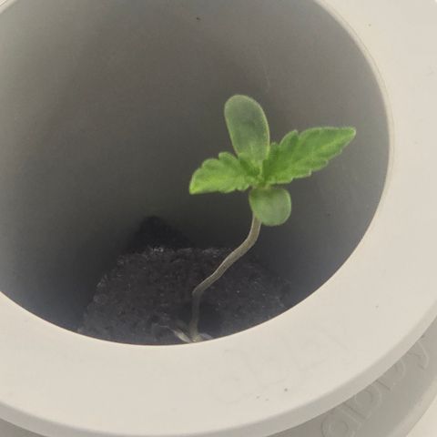 Huckleberry Pie (Abby) growlog timeline photo