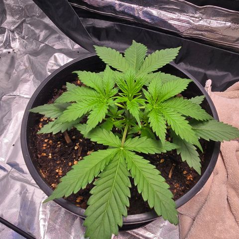 Space Queen growlog timeline photo