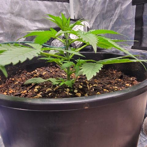 Space Queen growlog timeline photo