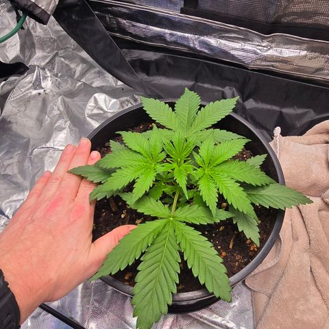 Space Queen growlog timeline photo