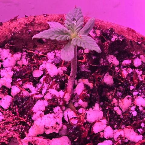 Astro Cheese  growlog timeline photo