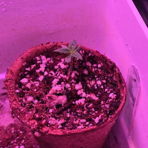 Astro Cheese  growlog timeline photo