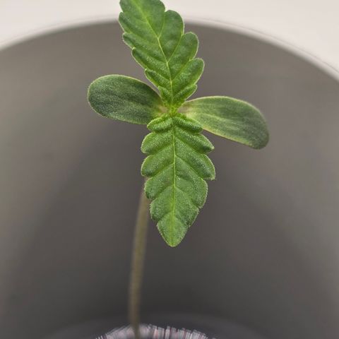 Huckleberry Pie (Abby) growlog timeline photo