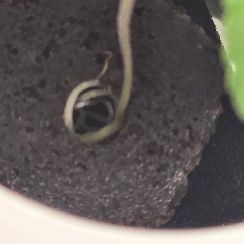 Huckleberry Pie (Abby) growlog timeline photo