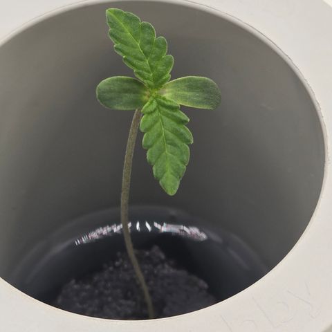 Huckleberry Pie (Abby) growlog timeline photo