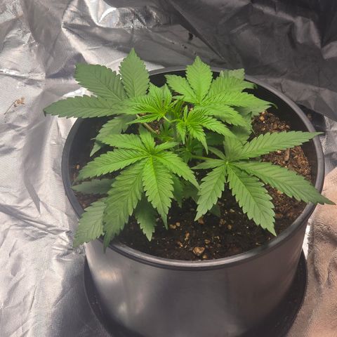 Space Queen growlog timeline photo