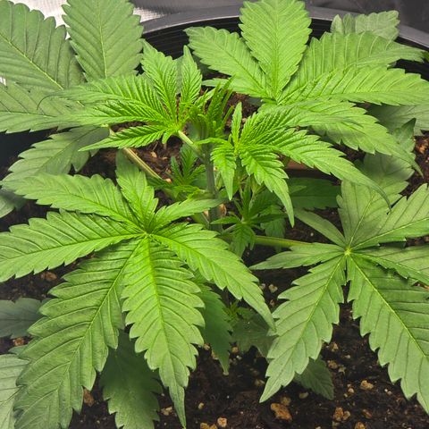 Space Queen growlog timeline photo