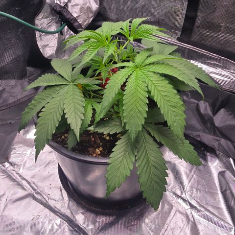 Space Queen growlog timeline photo