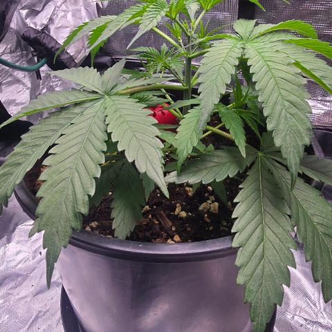 Space Queen growlog timeline photo