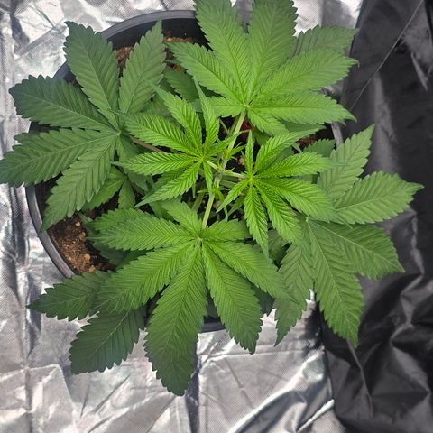 Space Queen growlog timeline photo