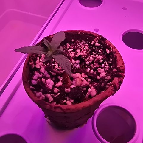Astro Cheese  growlog timeline photo